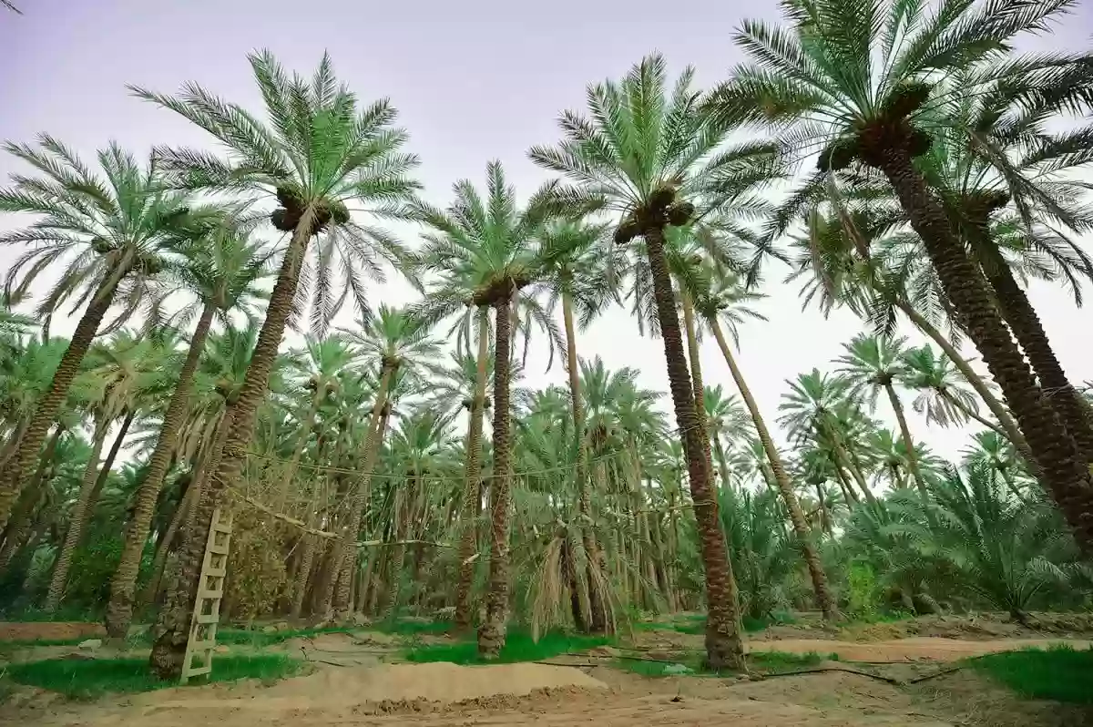 السعودية تقدم الدعم للانتاج الزراعي